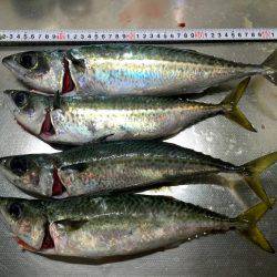 大サバ祭り開催!